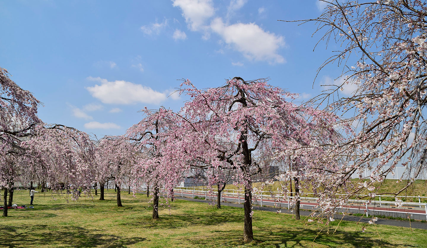 ogunohara park-sakura