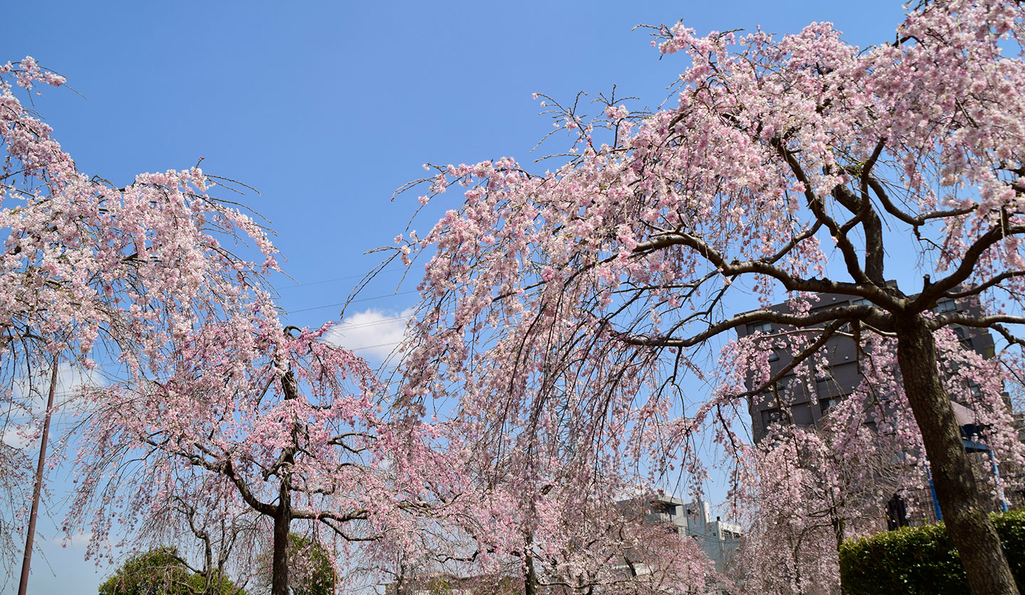 ogunohara park-sakura
